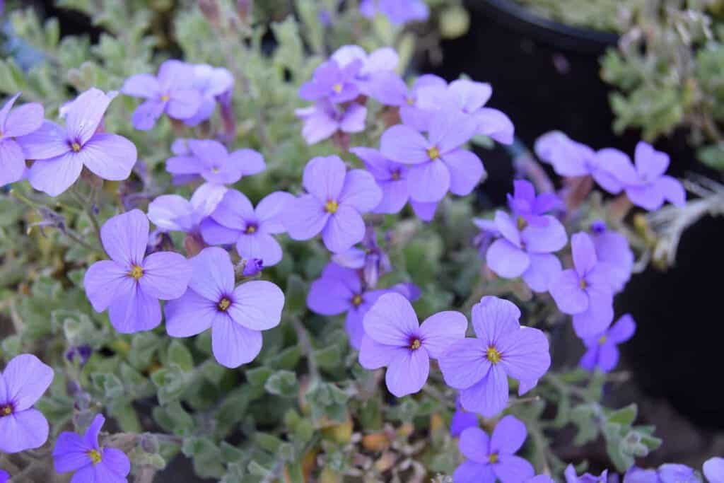 Aubrieta 'Blue Cascade' ---